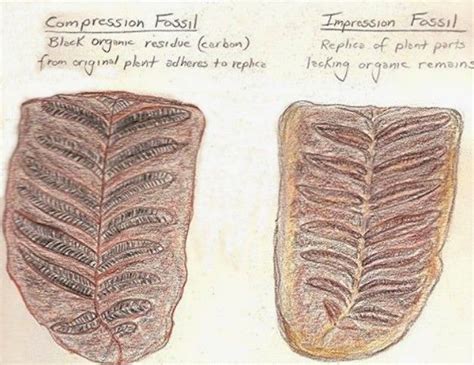 compression and impression fossils.